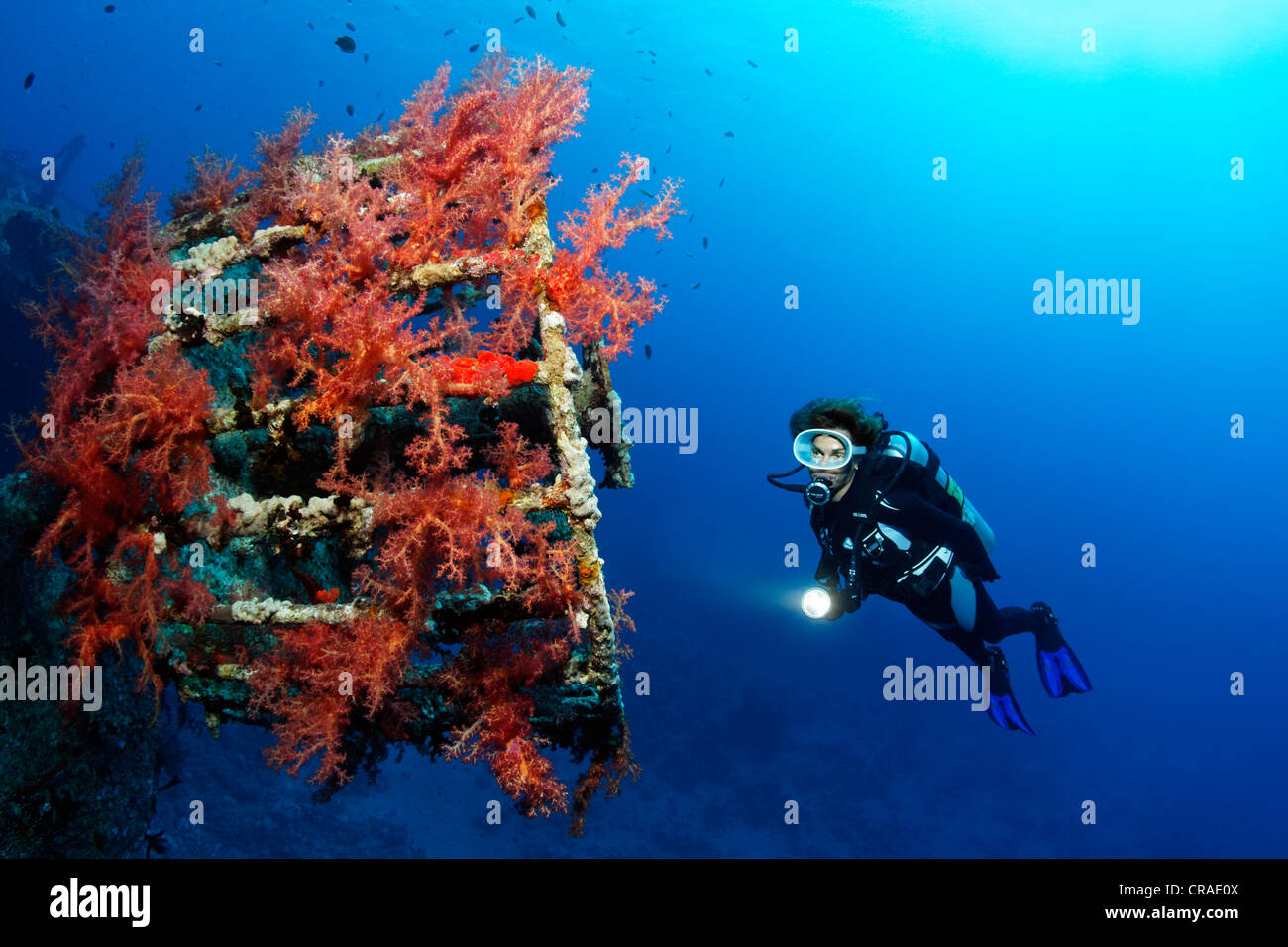 Subacqueo a Lookout overcrusted con vibrante Broccoli coral (Dendronephthya klunzingeri), il naufragio, orgoglio di cedro, Mar Rosso Foto Stock