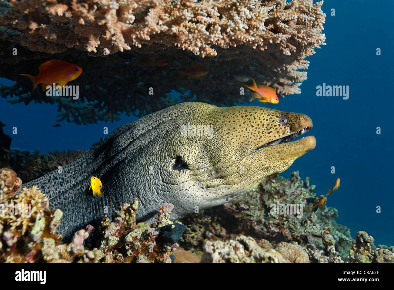 Murena Gigante (Gymnothorax javanicus) sotto la tavola del corallo, Regno Hascemita di Giordania, JK, Mar Rosso, Asia Occidentale Foto Stock