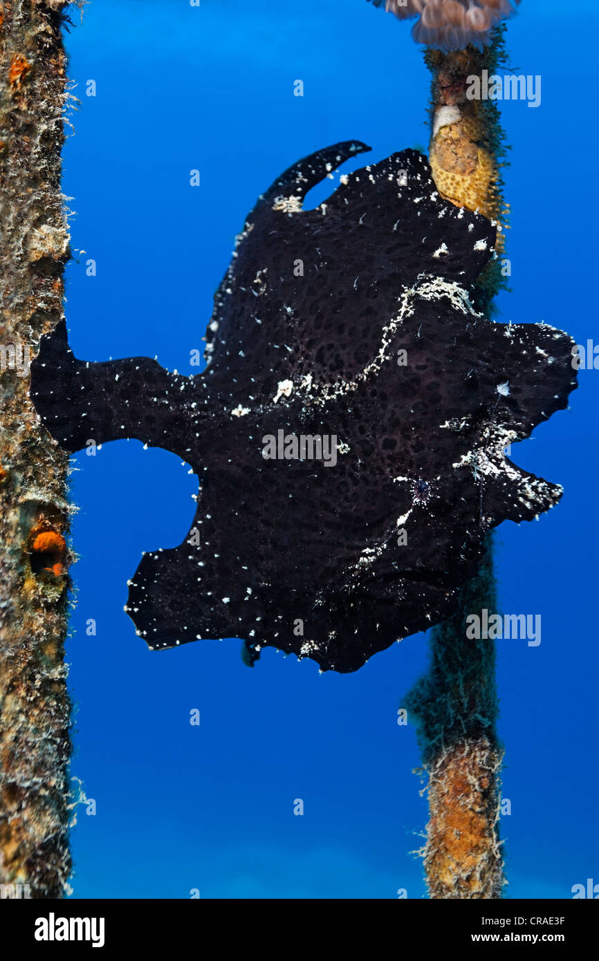 Dipinto di rana pescatrice (Antennarius pictus), il Regno hascemita di Giordania, JK, Mar Rosso, Asia Occidentale Foto Stock