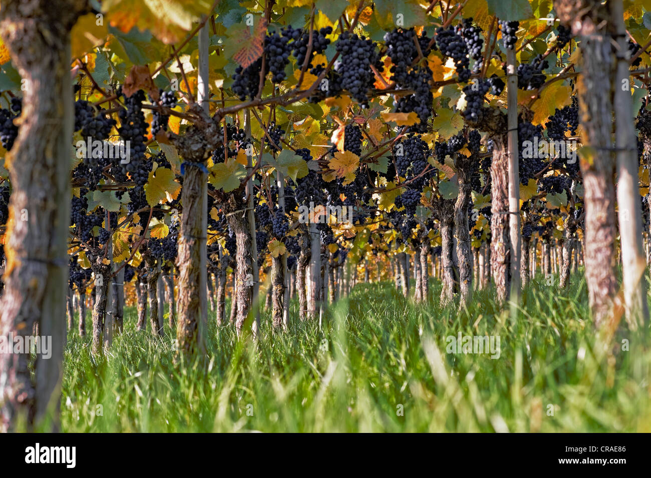 Vigneti con uve blu e in autunno le foglie di vite al lago di Costanza, BADEN-WUERTTEMBERG, Germania, Europa Foto Stock