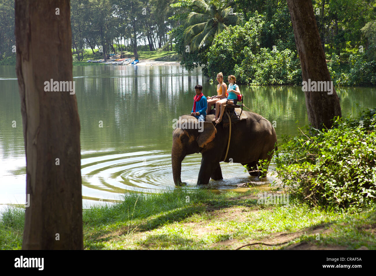 Addomesticazione elefante Asiatico (Elephas maximus) come attrazione turistica, Phuket, Thailandia, Asia PublicGround Foto Stock