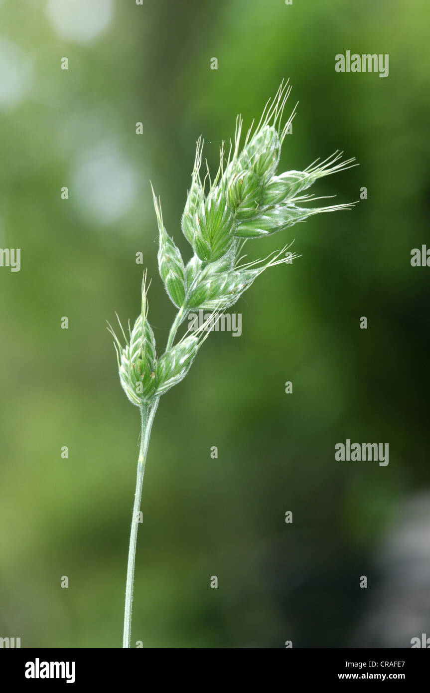 Interrotto Brome Bromus interruptus Foto Stock