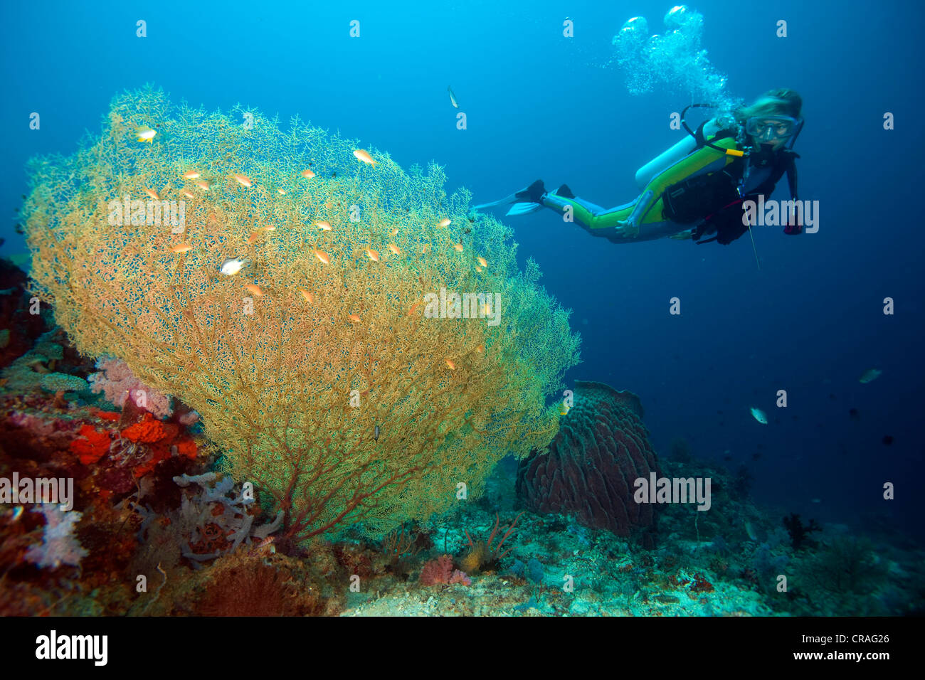 Sommozzatore in una barriera corallina, Padre Burgos, Southern Leyte, Filippine, Asia Foto Stock