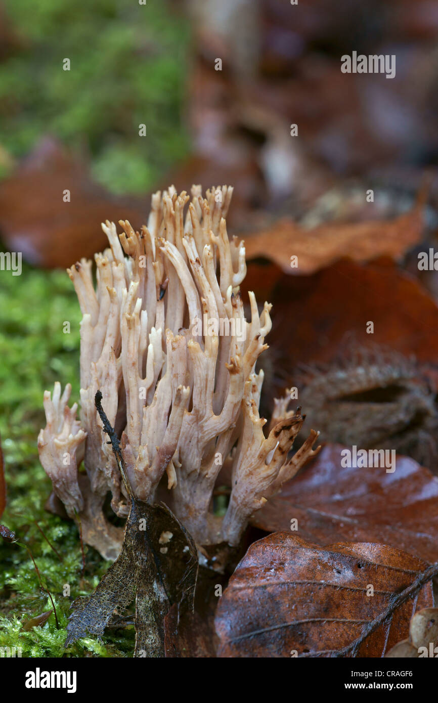Coral Fungo (Clavulina spec.) Kellerwald, Hesse, Germania, Europa Foto Stock