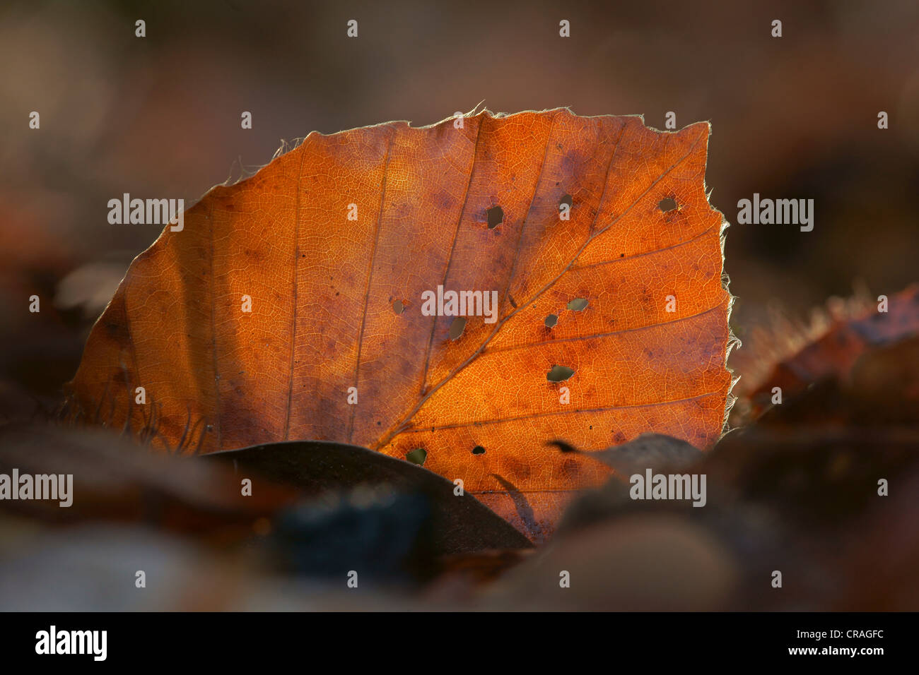 Europea di faggio (Fagus sylvatica) foglie in autunno, Kellerwald, Hesse, Germania, Europa Foto Stock