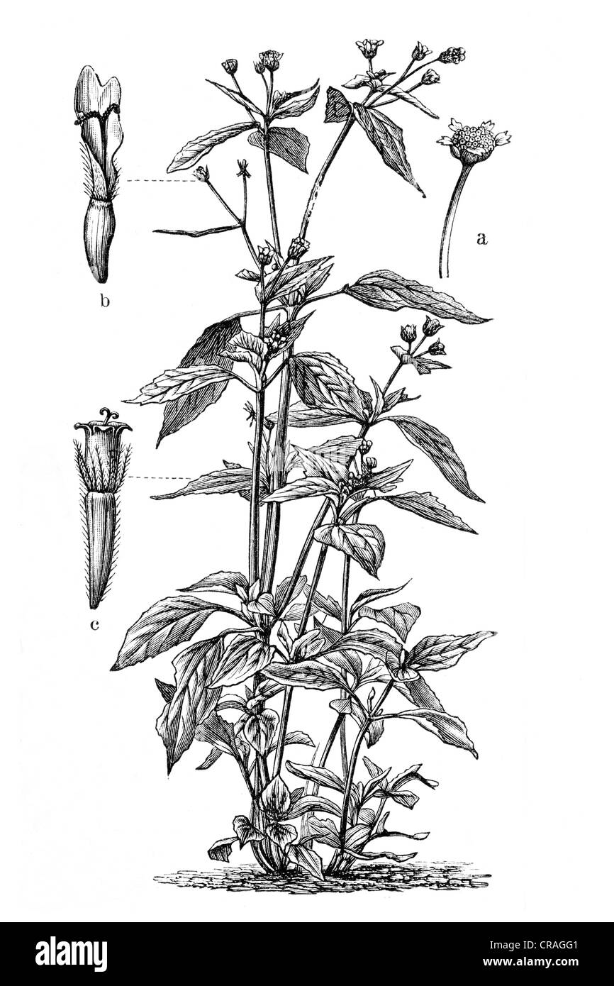 Soldato galante (Galinsogaea parviflora), storico illustrazione, Meyers Konversationslexikon encyclopedia, 1897 Foto Stock