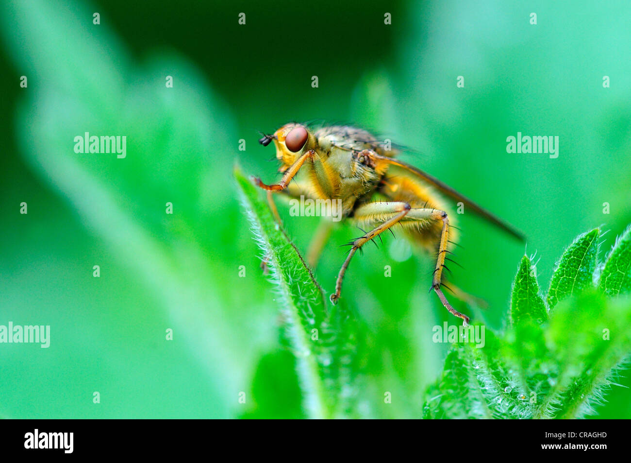 Un sterco di giallo-fly REGNO UNITO Foto Stock
