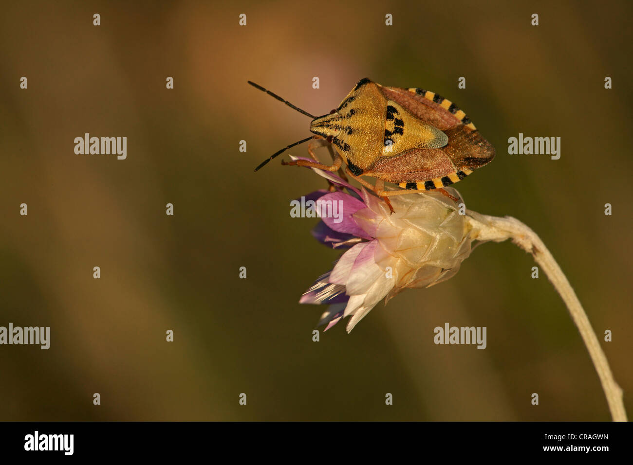 Il fetore bug (Carpocoris fuscispinus), Bulgaria, Europa Foto Stock