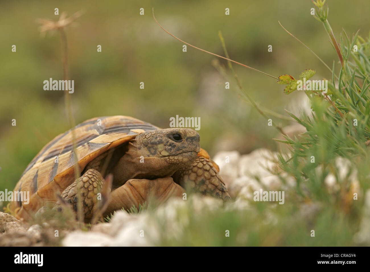 Sperone-thighed tortoise o tartaruga greca (Testudo graeca), Bulgaria, Europa Foto Stock