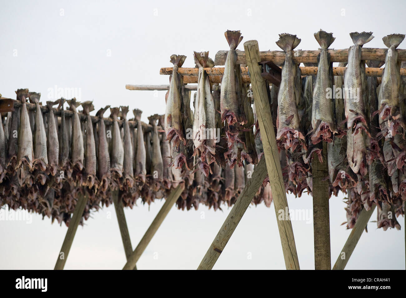 Merluzzo bianco dal Mare di Barents, pesce secco produzione, Reine, Lofoten Isola di Moskenesøya, Isole Lofoten in Norvegia del Nord, Norvegia, Europa Foto Stock