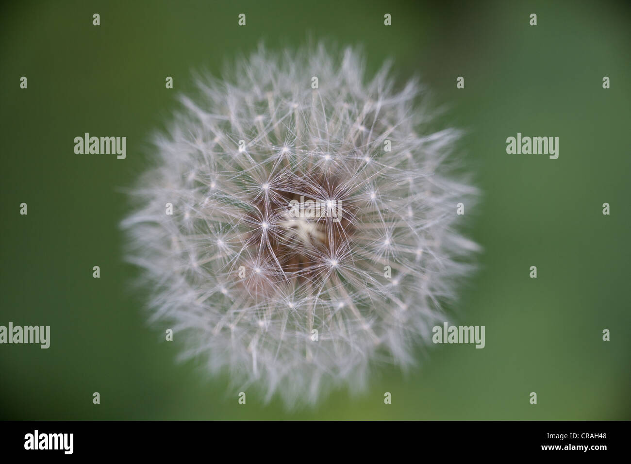 Semi di tarassaco, Taraxacum officinale in Rygge kommune, Østfold fylke, Norvegia. Foto Stock