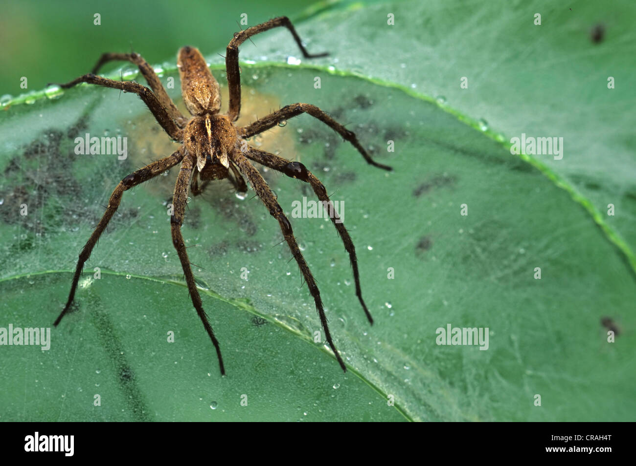 Vivaio Spider Web (Pisaura mirabilis) con cocoon e spiderlings Foto Stock