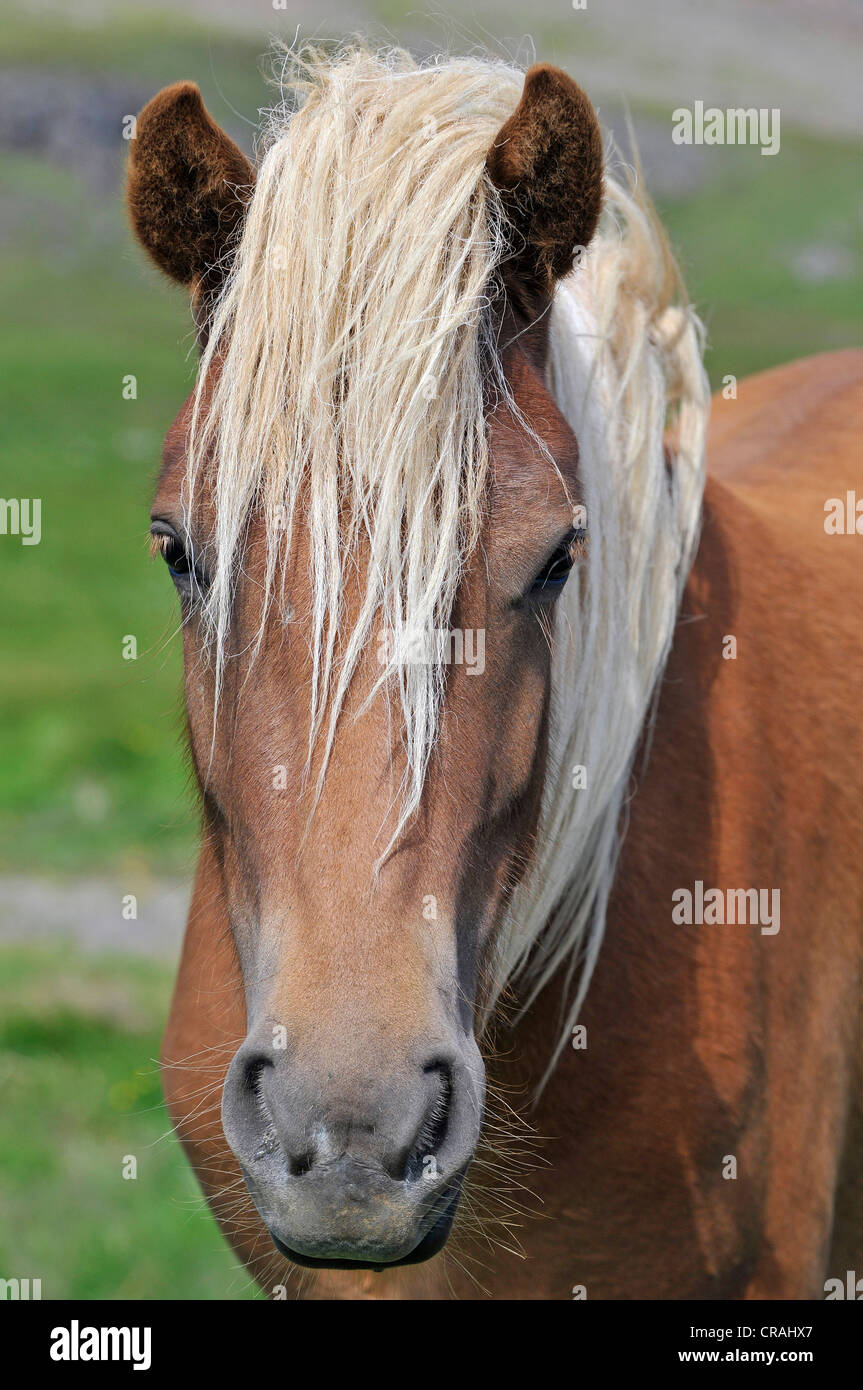 Cavallo islandese (Equus caballus ferus), ritratto, Snaefell Penisola Snaefellsnes o, Islanda, Europa Foto Stock