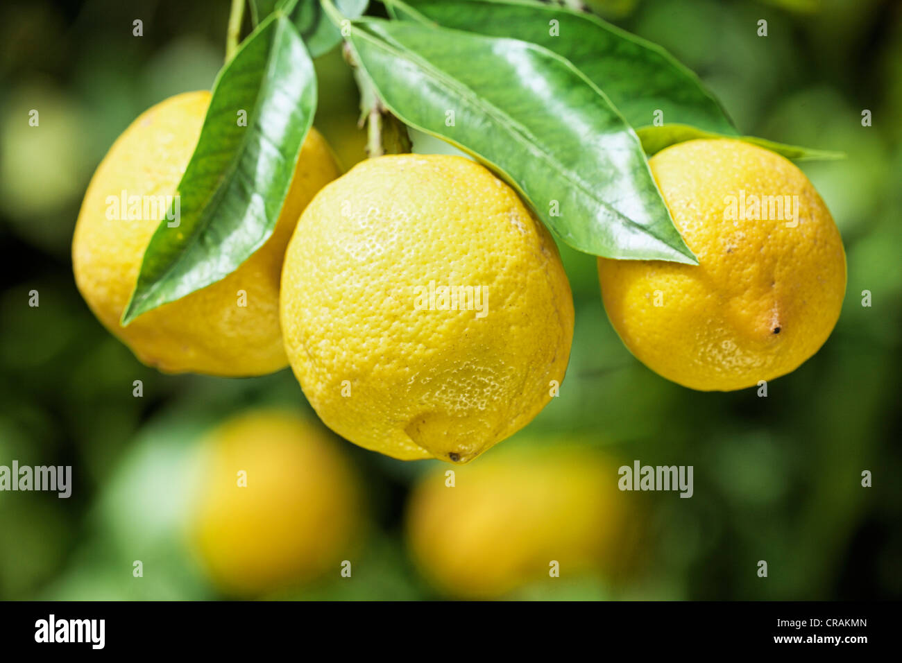 Organici di Limoni (Citrus × limon) su un albero di limone in Sicilia, Italia, Europa Foto Stock