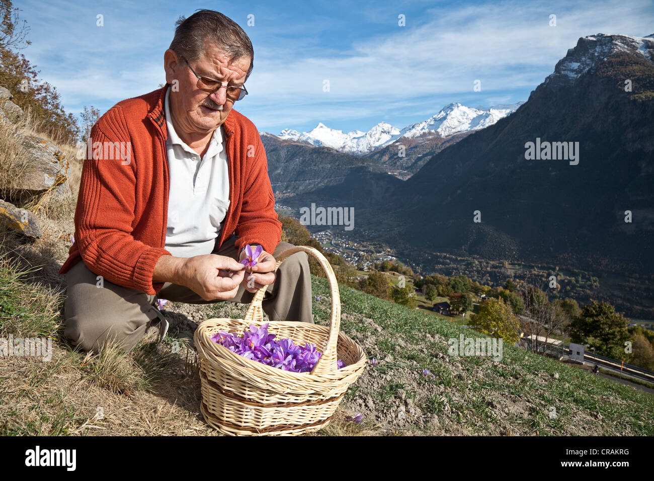 Walter Josselyn controllando i pistilli del suo appena raccolto Croco (Crocus sativus) fiori sul suo piccolo campo di zafferano Foto Stock