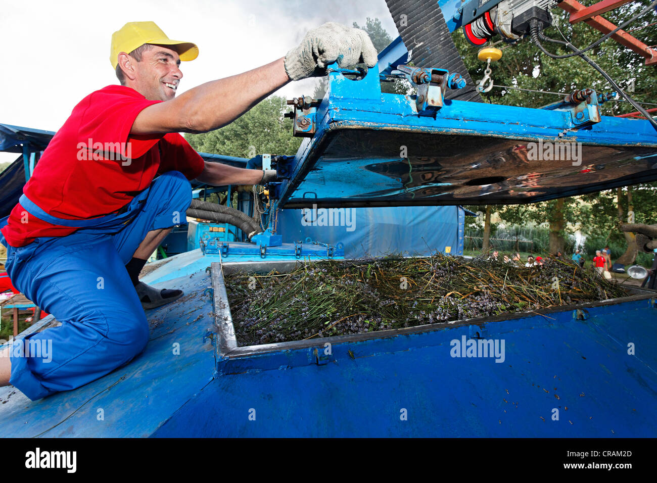 Uomo di distillazione di olio di lavanda da appena raccolto, coltivati biologicamente LAVANDA (Lavandula) con un antiquato impianto di distillazione Foto Stock