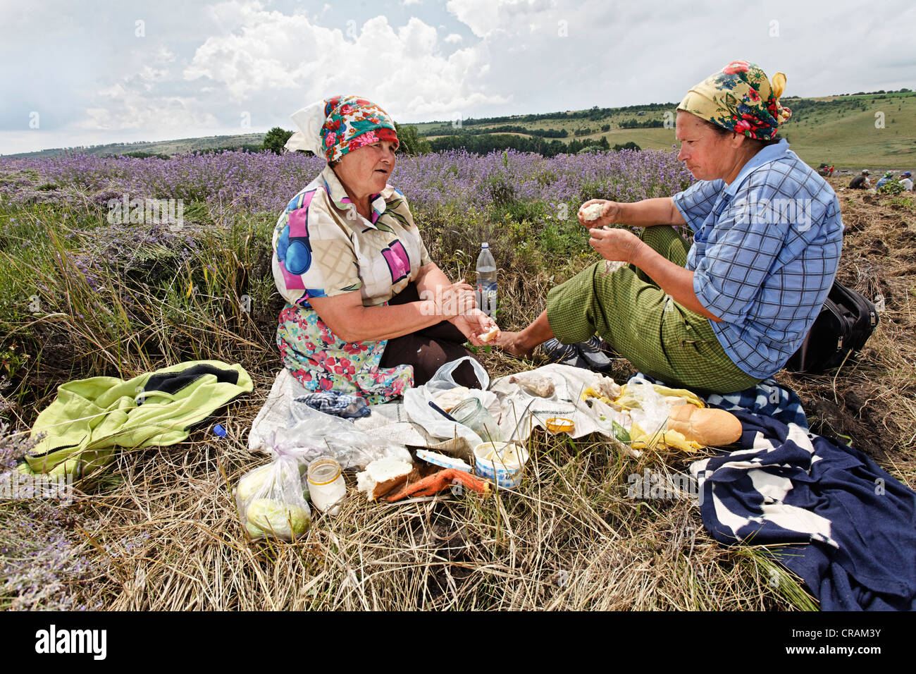 Due donne che prendono una pausa durante il raccolto delle coltivazioni biologiche (lavanda Lavandula), Moldavia, Europa sud-orientale Foto Stock