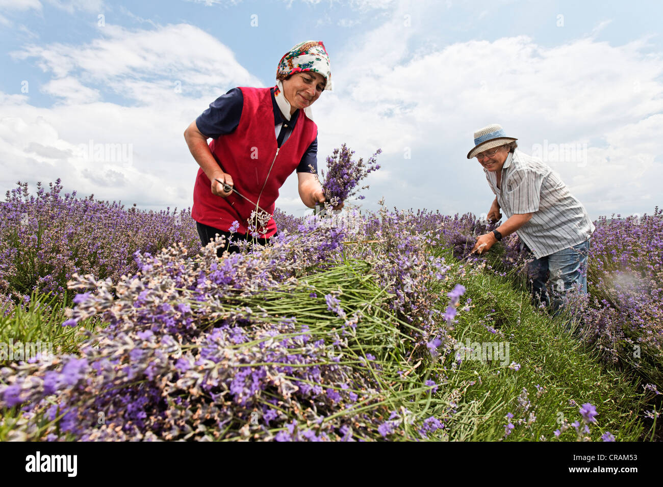 Nei campi di organico cresciuto lavanda in fiore (Lavandula) i fiori sono tagliati con falcetti per destillate l'olio di lavanda Foto Stock