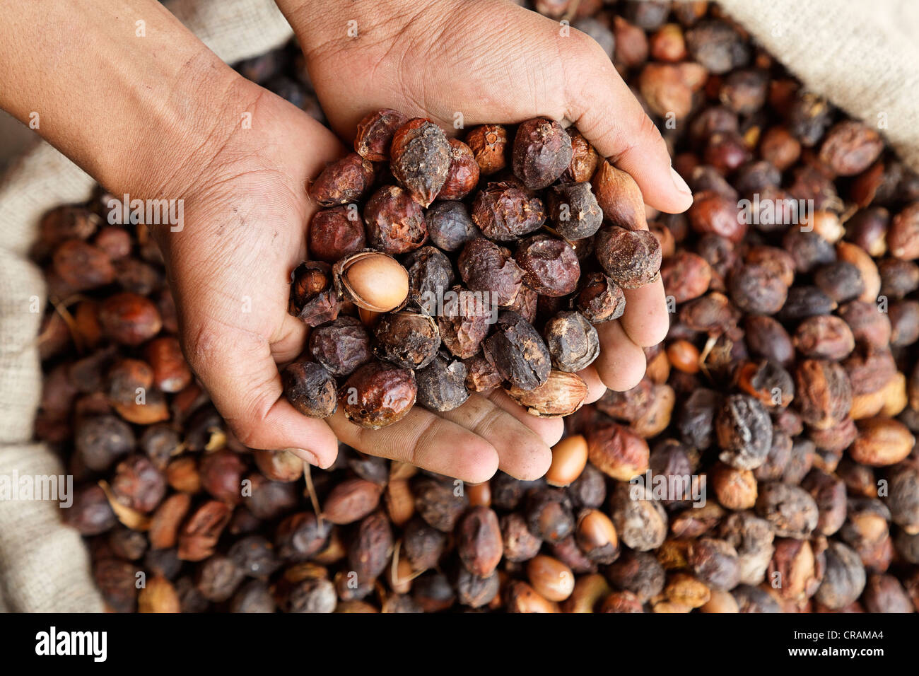Un olio di argan produttore il controllo con le sue mani la consegnato (Argan Argania spinosa) dadi, vicino a Essaouira, Marocco, Africa Foto Stock