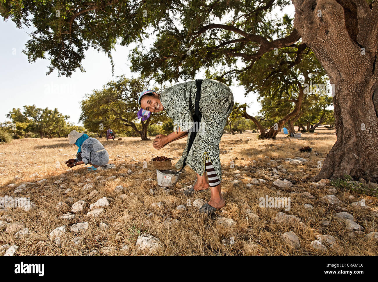 Le donne sotto (Argan Argania spinosa) raccolta di alberi di noci di argan per la produzione di olio di argan, vicino a Essaouira, Marocco, Africa Foto Stock
