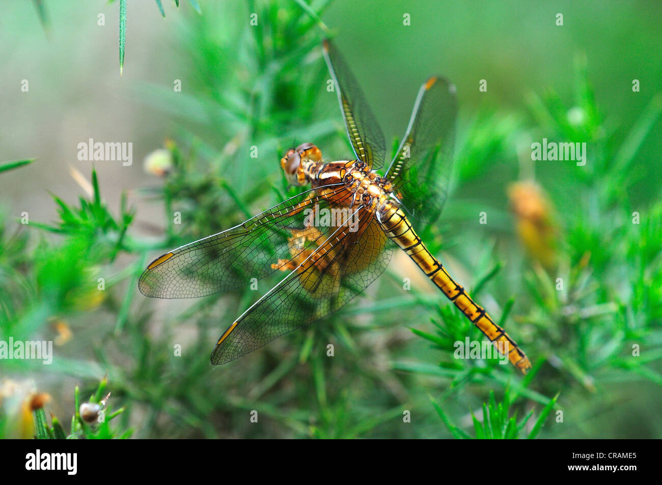 Un keeled dragonfly skimmer a riposo su gorse REGNO UNITO Foto Stock
