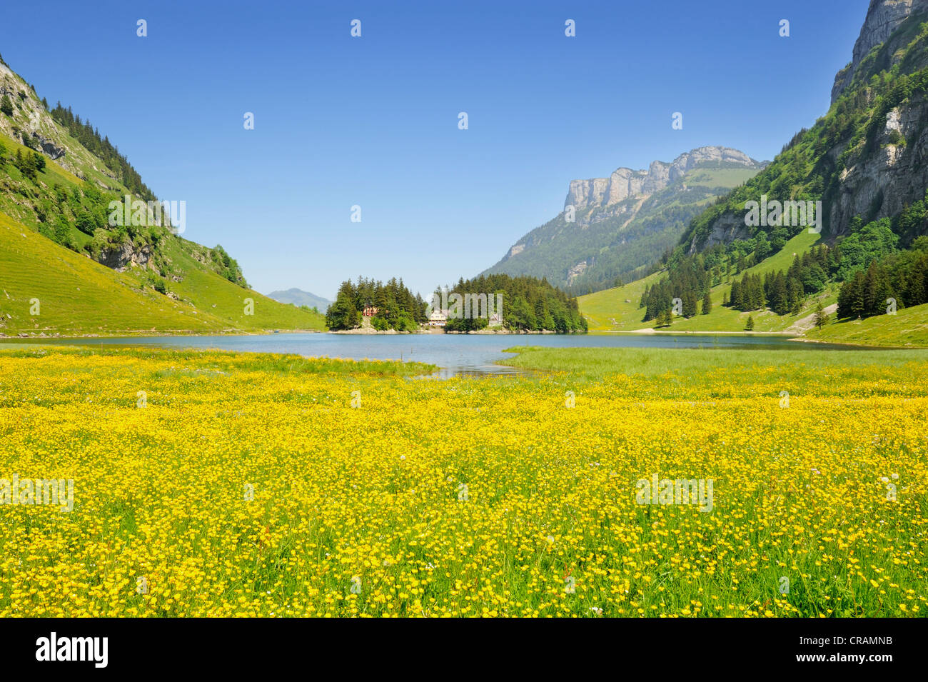 Renoncules (Ranunculus) sul Seealp pascoli di montagna, lago Seealpsee su 1143m nelle Alpi Appenzell Foto Stock