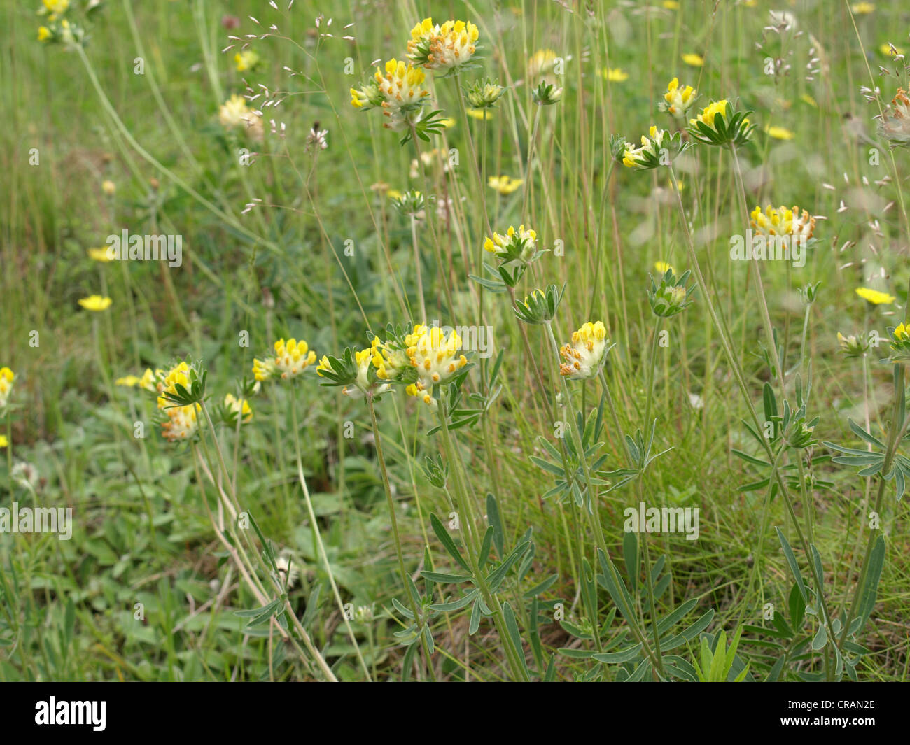 Woundwort, comune kidneyvetch, rene veccia / Anthyllis vulneraria / Echter su Wundklee Foto Stock