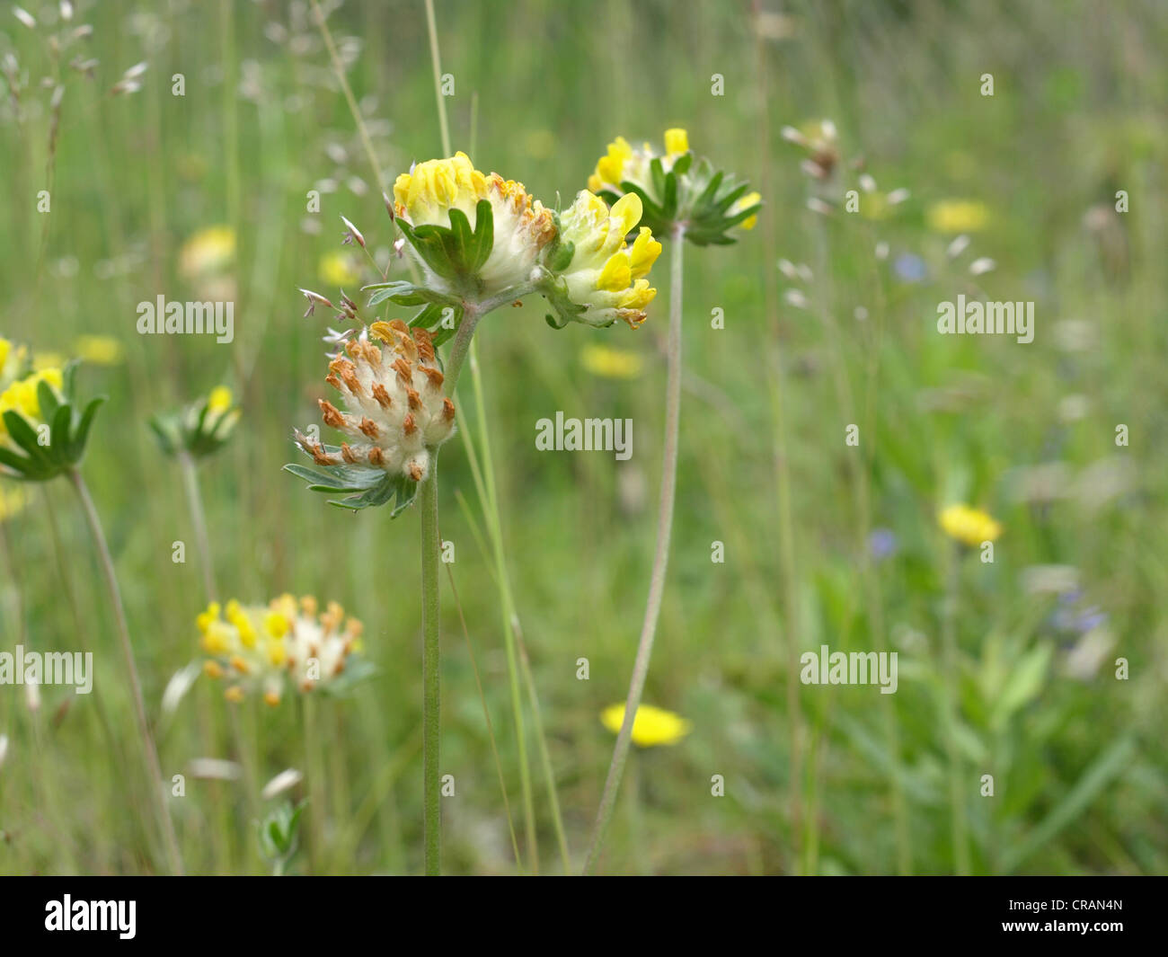 Woundwort, comune kidneyvetch, rene veccia / Anthyllis vulneraria / Echter su Wundklee Foto Stock