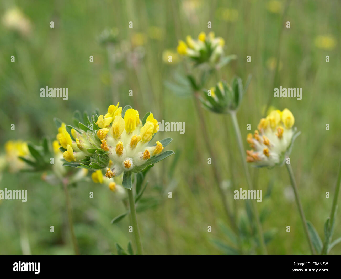 Woundwort, comune kidneyvetch, rene veccia / Anthyllis vulneraria / Echter su Wundklee Foto Stock