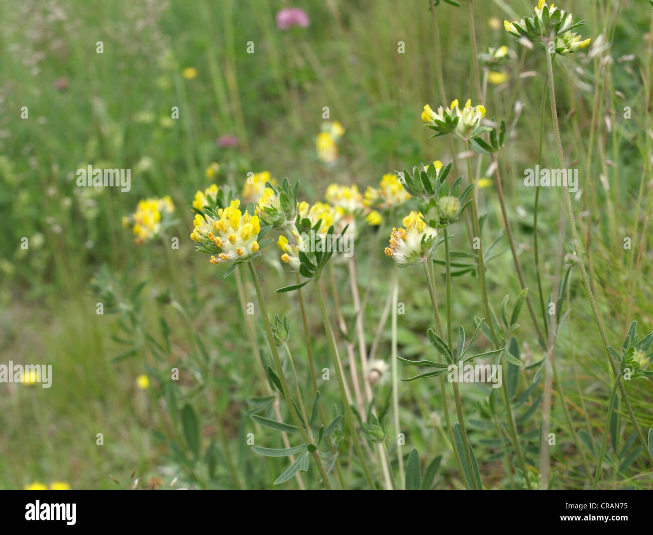 Woundwort, comune kidneyvetch, rene veccia / Anthyllis vulneraria / Echter su Wundklee Foto Stock