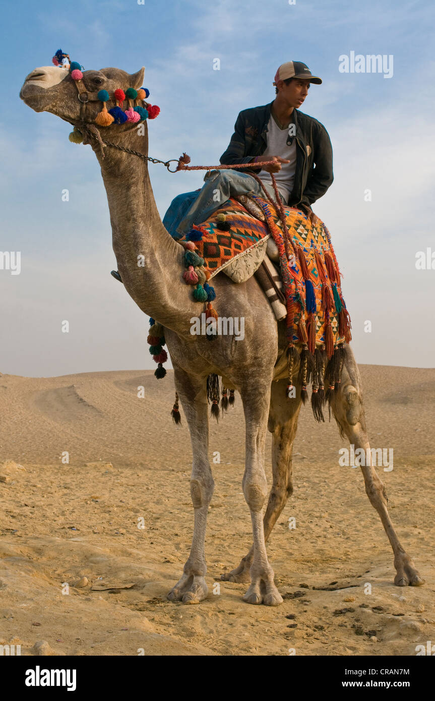 Rider su un cammello presso le Piramidi di Giza in Egitto, Africa Foto Stock