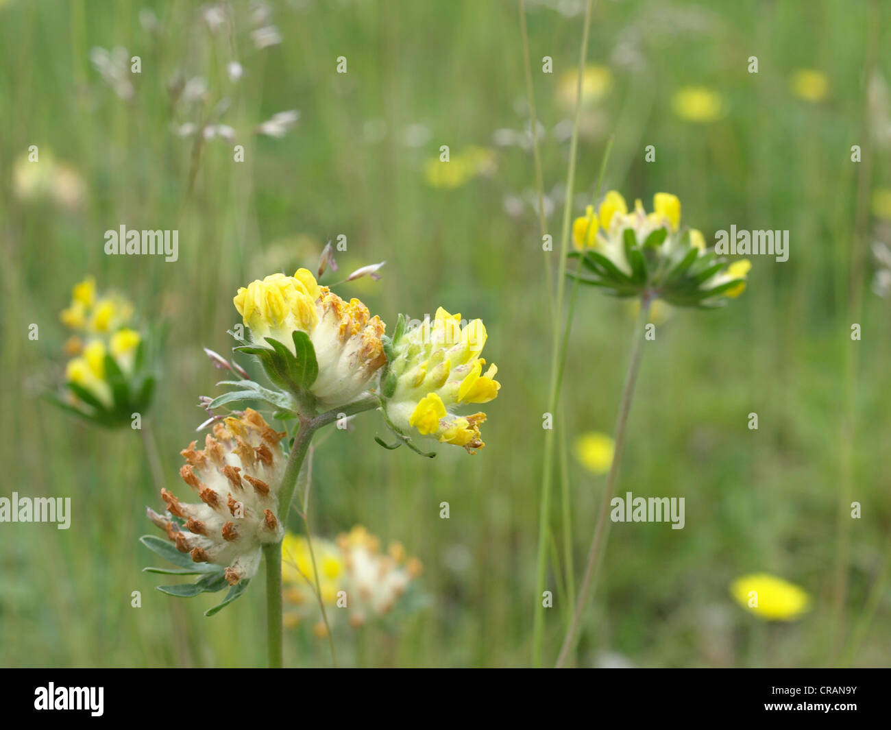 Woundwort, comune kidneyvetch, rene veccia / Anthyllis vulneraria / Echter su Wundklee Foto Stock