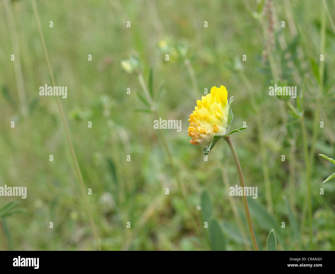 Woundwort, comune kidneyvetch, rene veccia / Anthyllis vulneraria / Echter su Wundklee Foto Stock