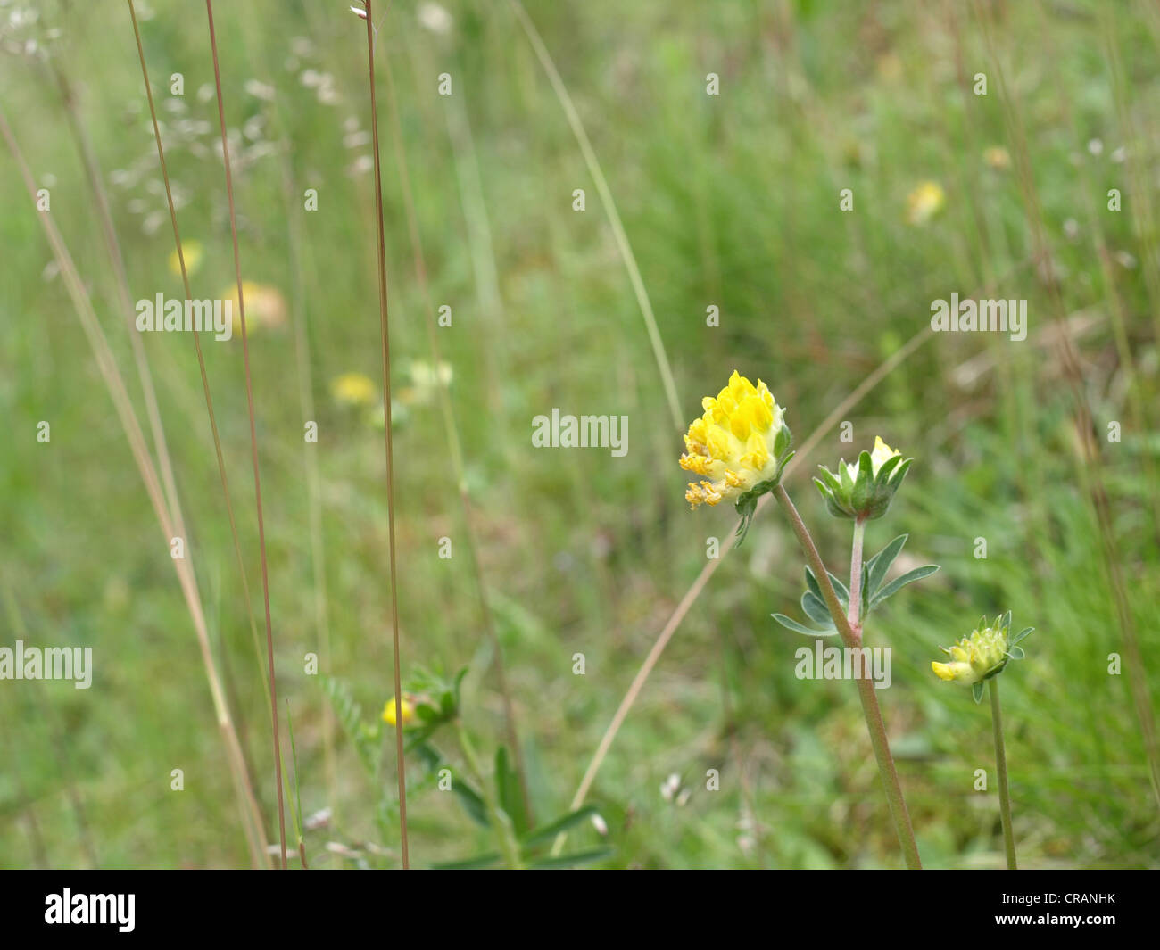 Woundwort, comune kidneyvetch, rene veccia / Anthyllis vulneraria / Echter su Wundklee Foto Stock