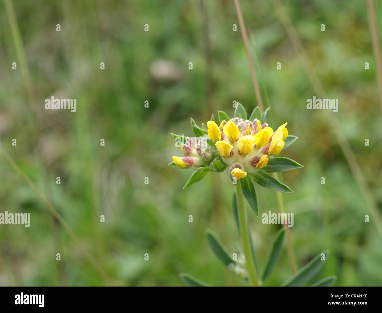 Woundwort, comune kidneyvetch, rene veccia / Anthyllis vulneraria / Echter su Wundklee Foto Stock