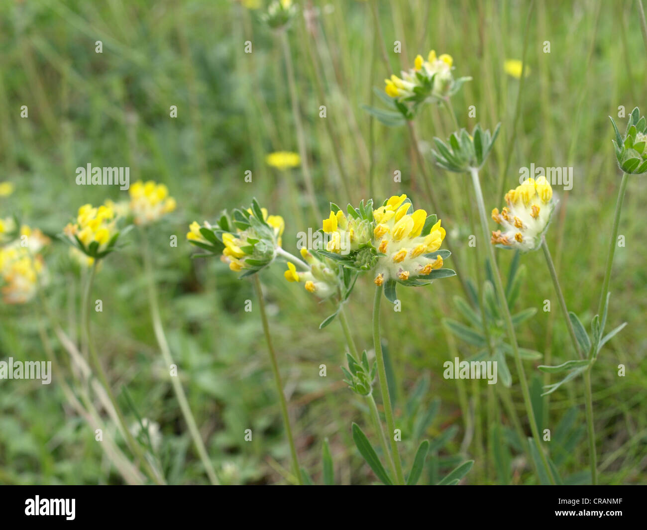 Woundwort, comune kidneyvetch, rene veccia / Anthyllis vulneraria / Echter su Wundklee Foto Stock