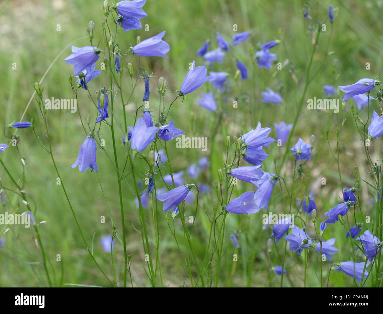 Fiore selvatico prato con diffusione di Bellflower / Campanula patula / Wiesen-Glockenblume Foto Stock