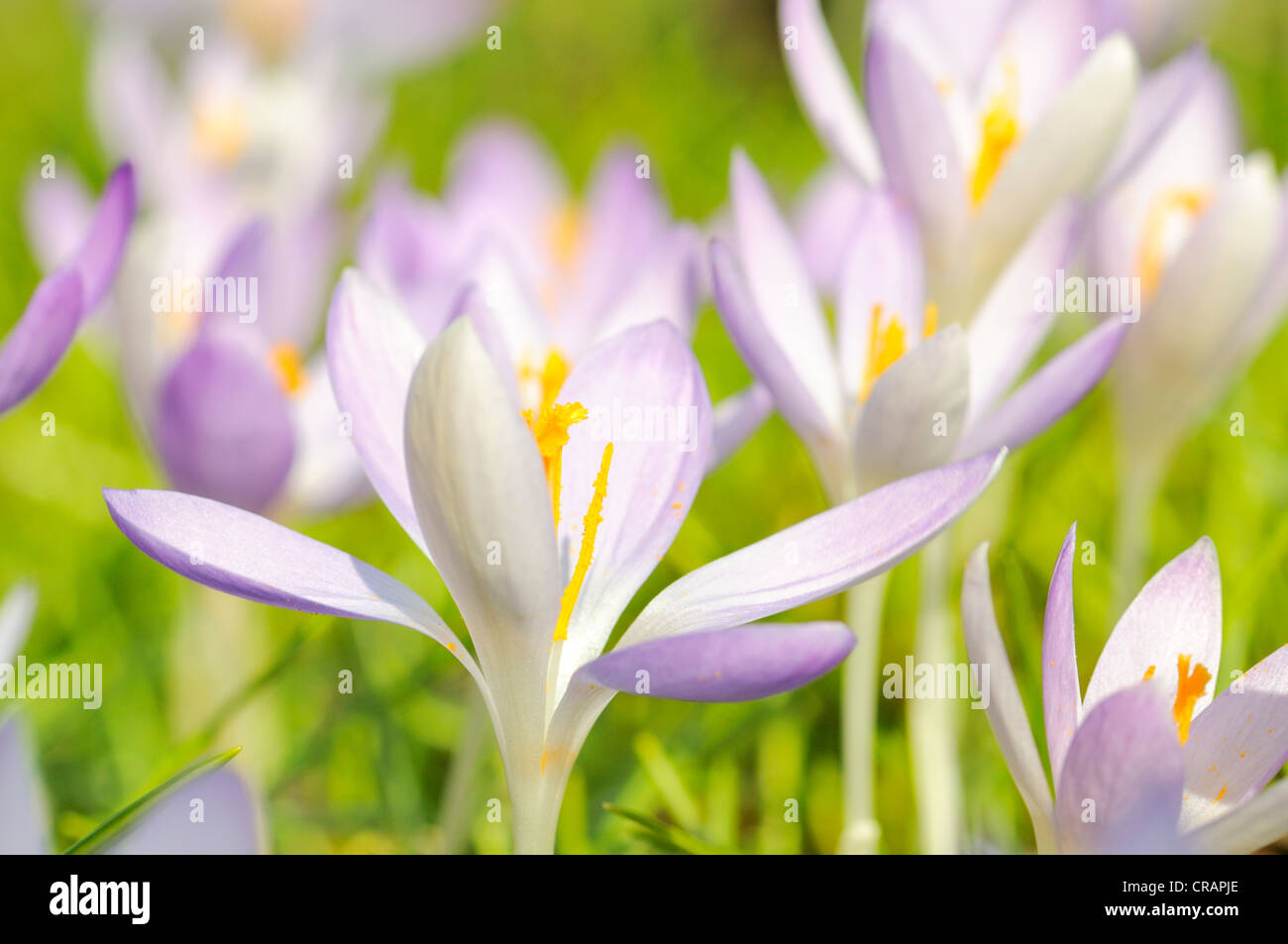 Bosco di crochi, Tomasini di crochi (Crocus tommasinianus), Germania, Europa Foto Stock