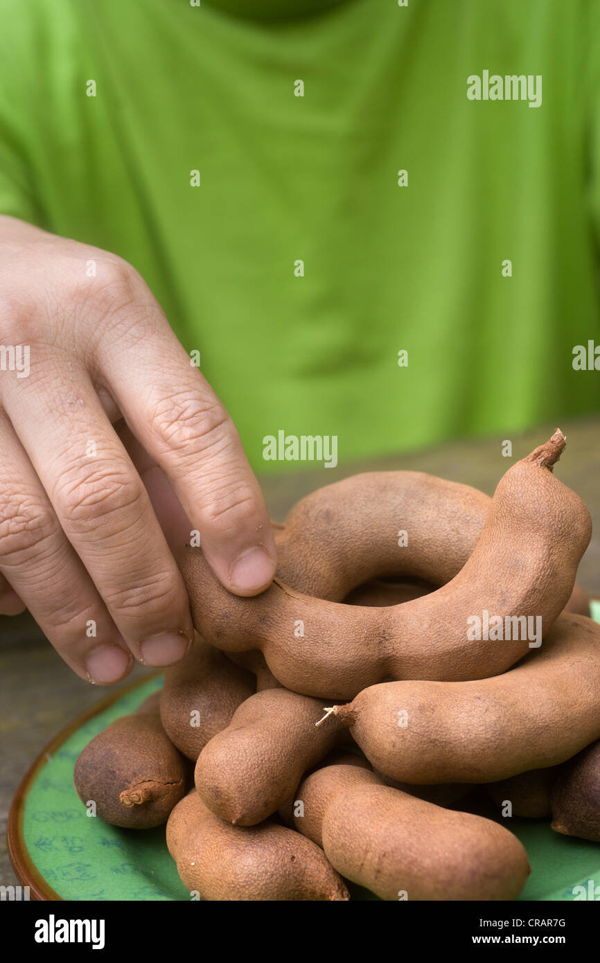 (Tamarindo Tamarindus indica) Foto Stock