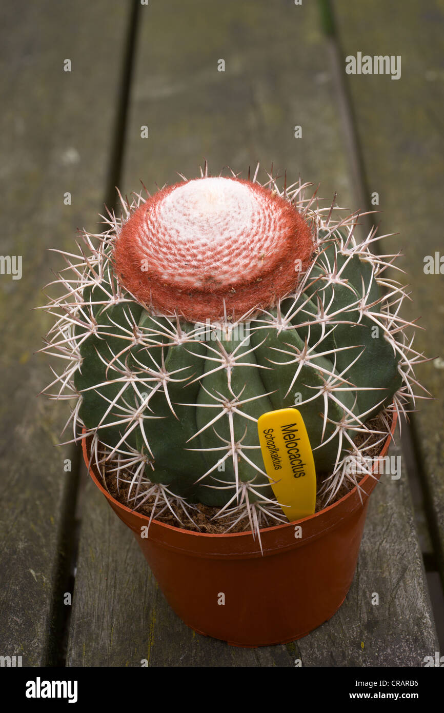 Cabeca de frade, melocactus bahiensis (br. et rose) werderm, vasi di cactus, dal Brasile, Sud America Foto Stock