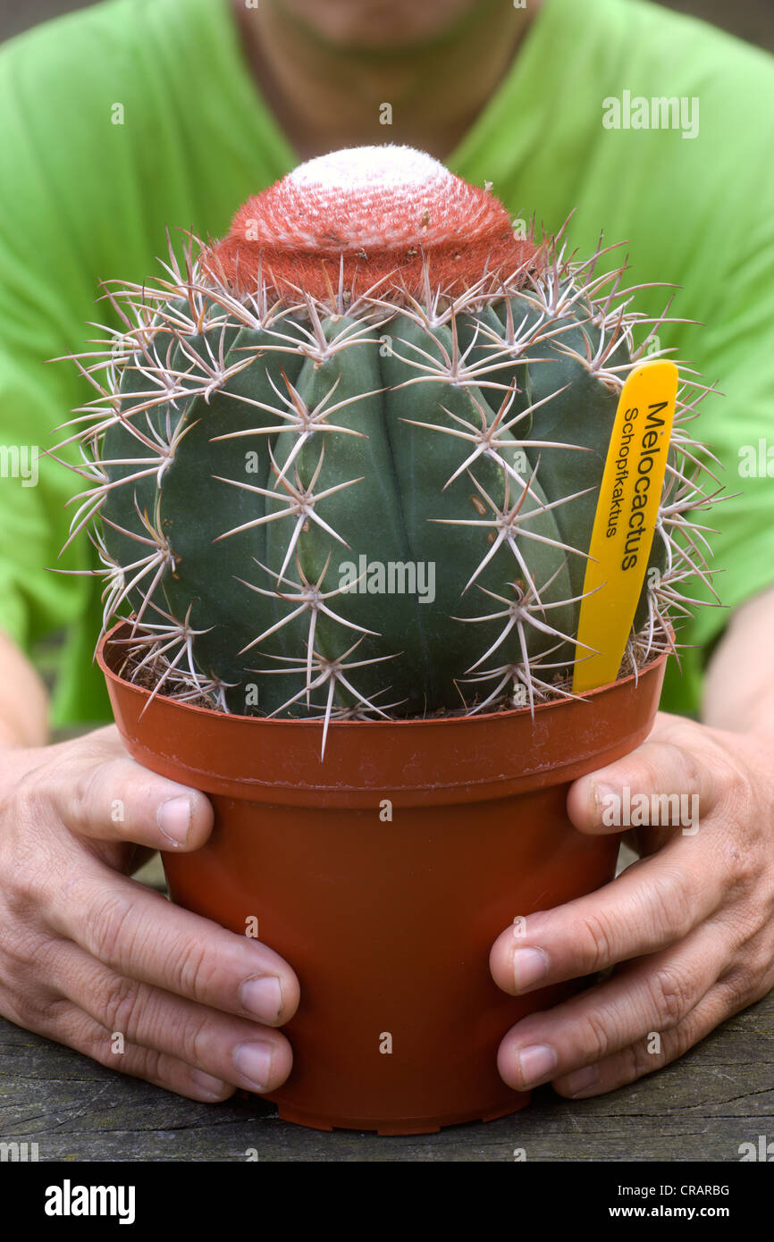 Cabeca de frade, melocactus bahiensis (br. et rose) werderm, vasi di cactus, dal Brasile, Sud America Foto Stock