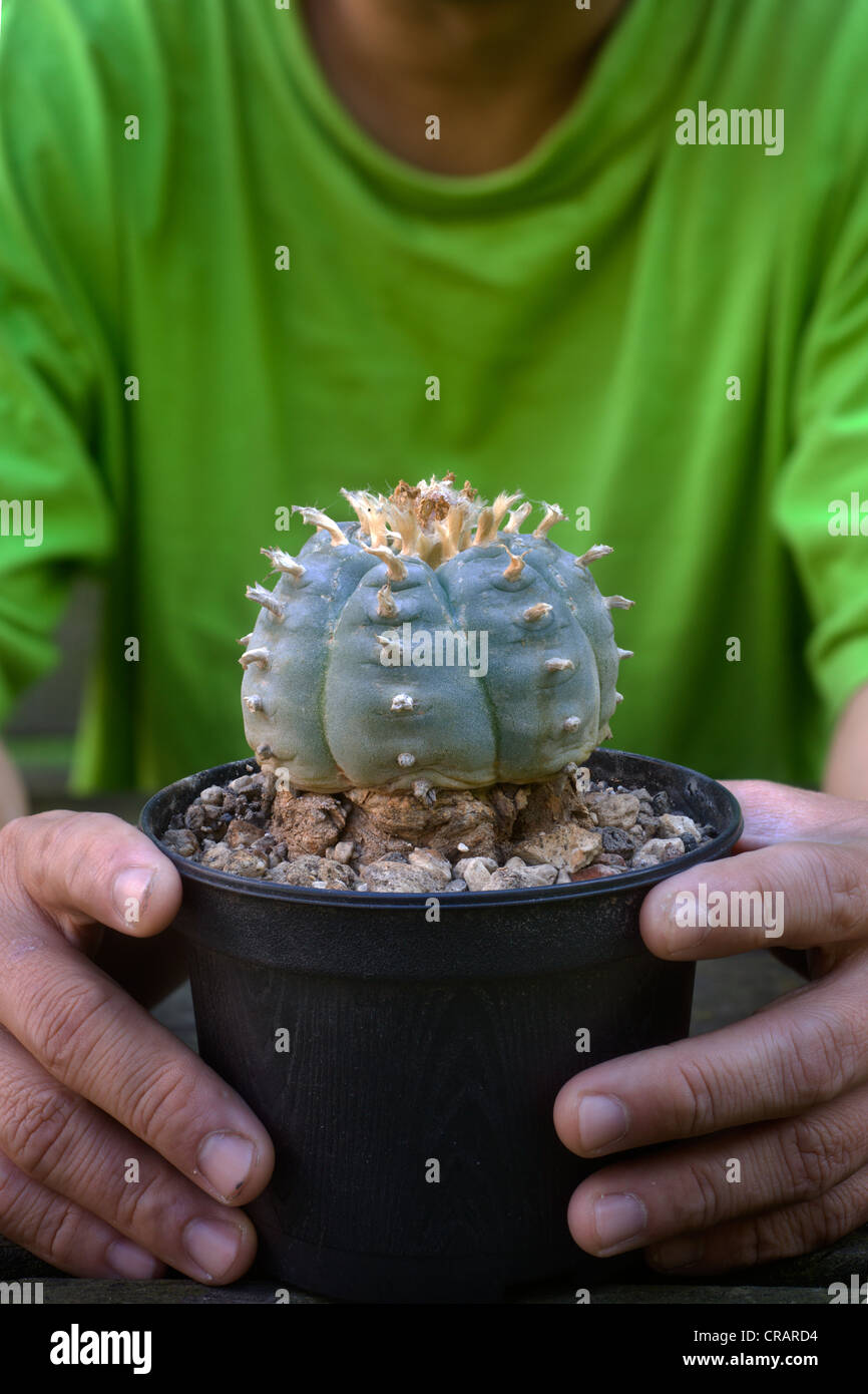 (Peyote lophophora williamsii), un cactus con tracce del farmaco mescaline Foto Stock