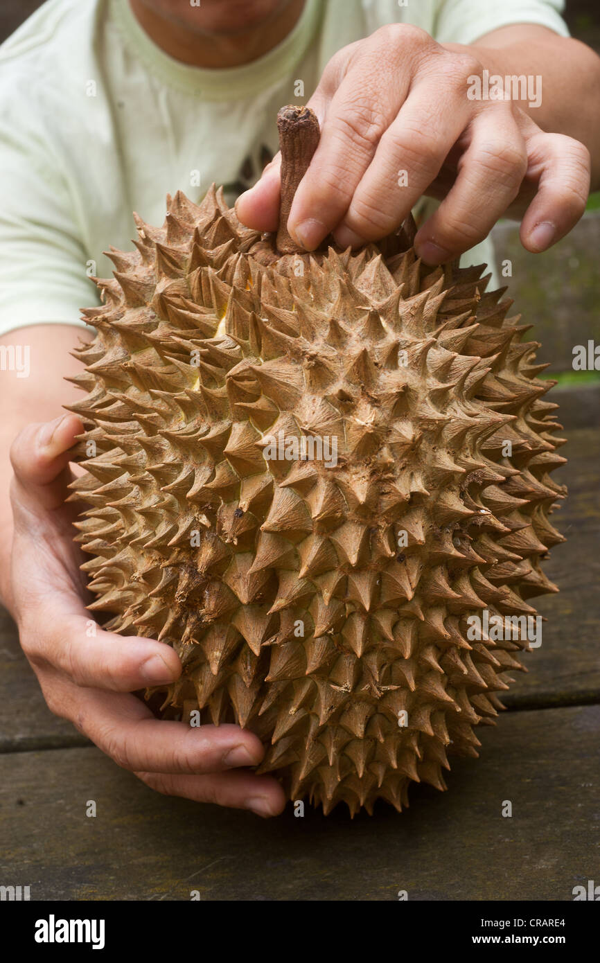 Uomo con un frutto Durian (durio zibethinus) Foto Stock