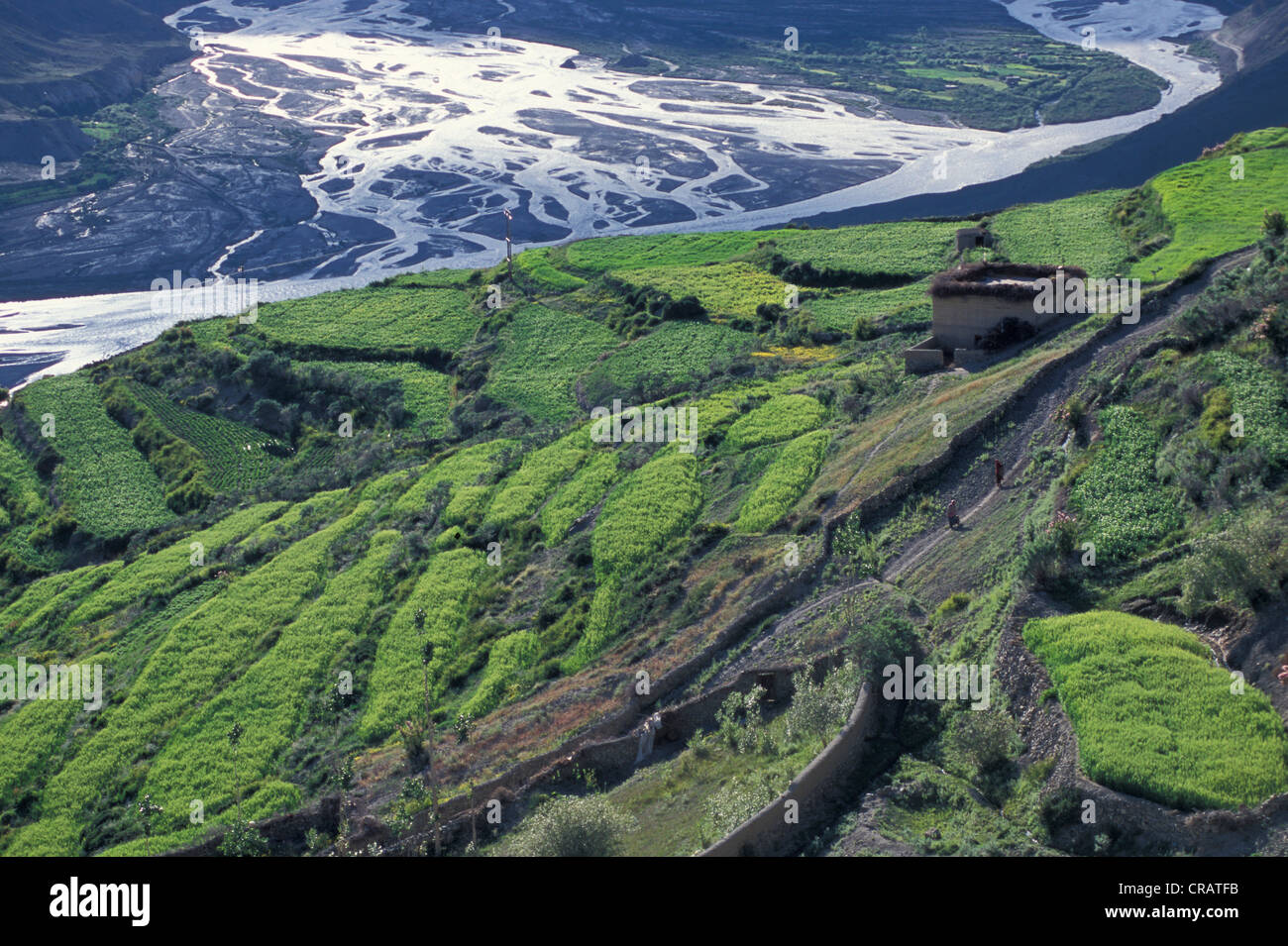 I campi, Dhankar, Spiti, Himachal Pradesh, Himalaya, Nord India, India, Asia Foto Stock