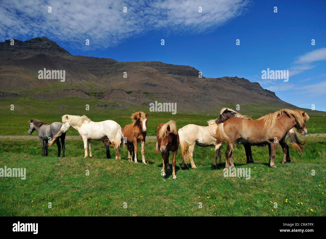 Cavalli islandesi (Equus caballus ferus), Snaefells penisola, Islanda, Europa Foto Stock