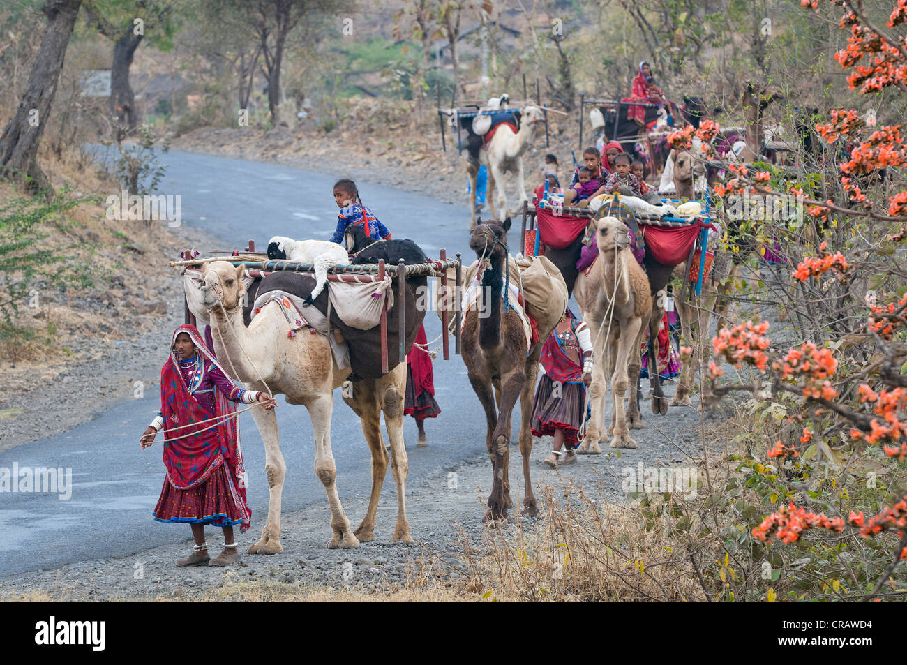 Caravan nomade con i cammelli in Mandu, Madhya Pradesh, India del Nord, India, Asia Foto Stock