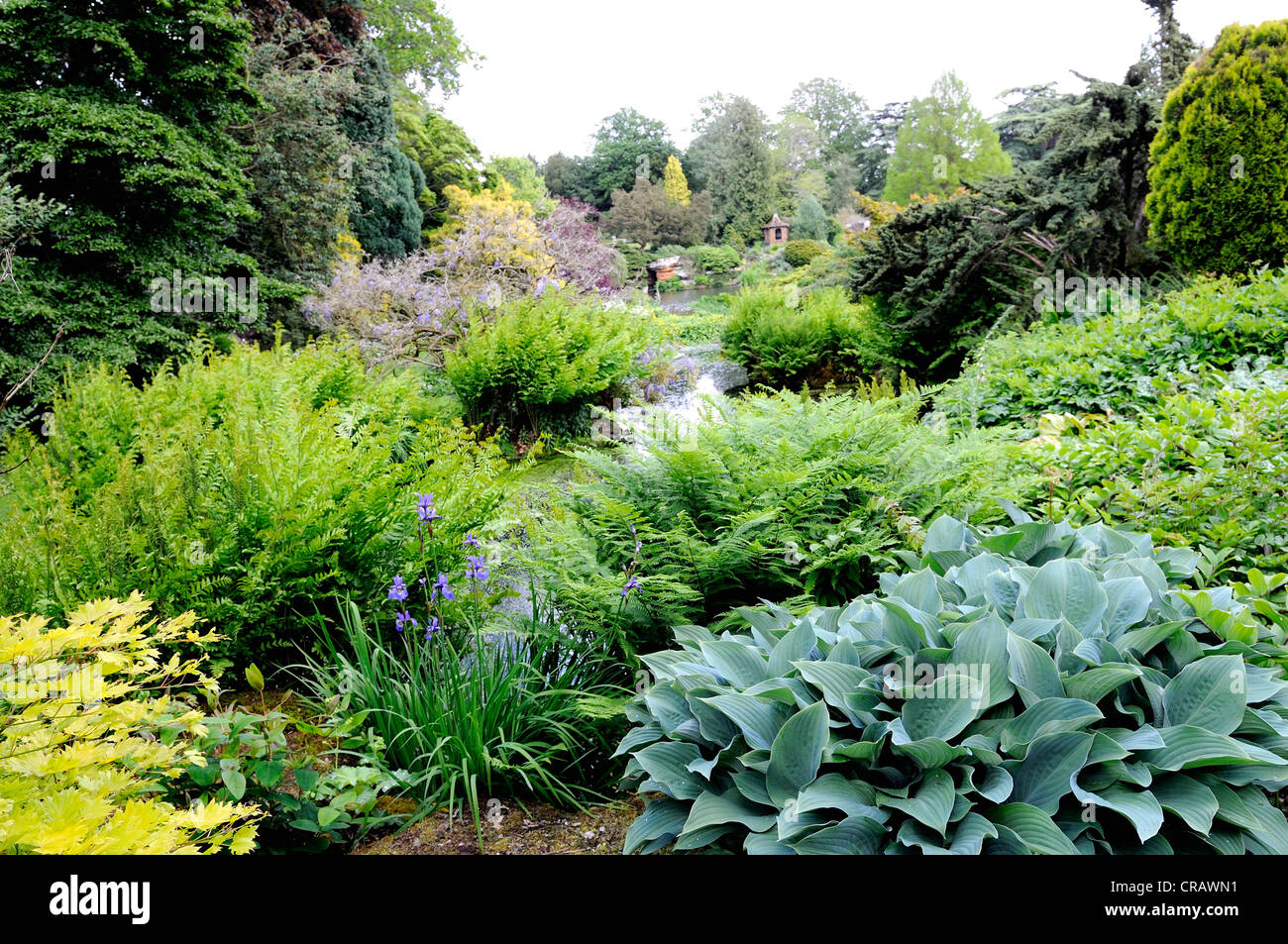 Piantumazione informale di verde delle foglie di piante in un giardino paesaggistico. Foto Stock