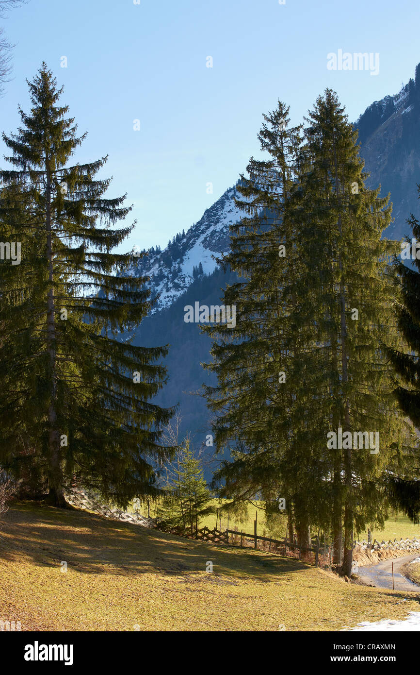 Alberi di pino in Algovia orientale delle Alpi Foto Stock