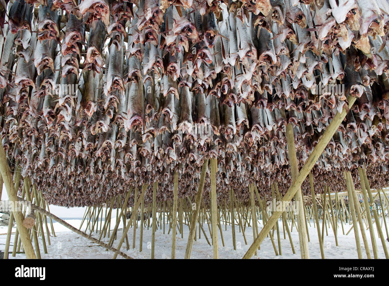 Merluzzo pescato nel Mare di Barents, pesci secchi produzione, Reine, Isola di Moskenesøya, Isole Lofoten, a nord della Norvegia, Norvegia Foto Stock