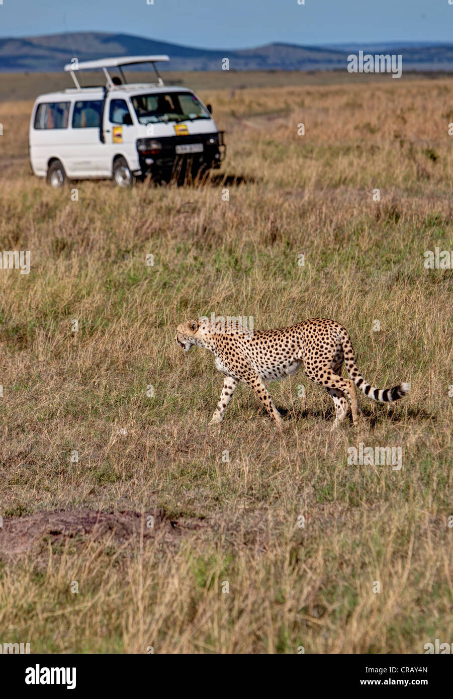 Ghepardo (Acinonyx jubatus) attraversando davanti a un safari bus, il Masai Mara riserva nazionale, Kenya, Africa orientale, Africa Foto Stock